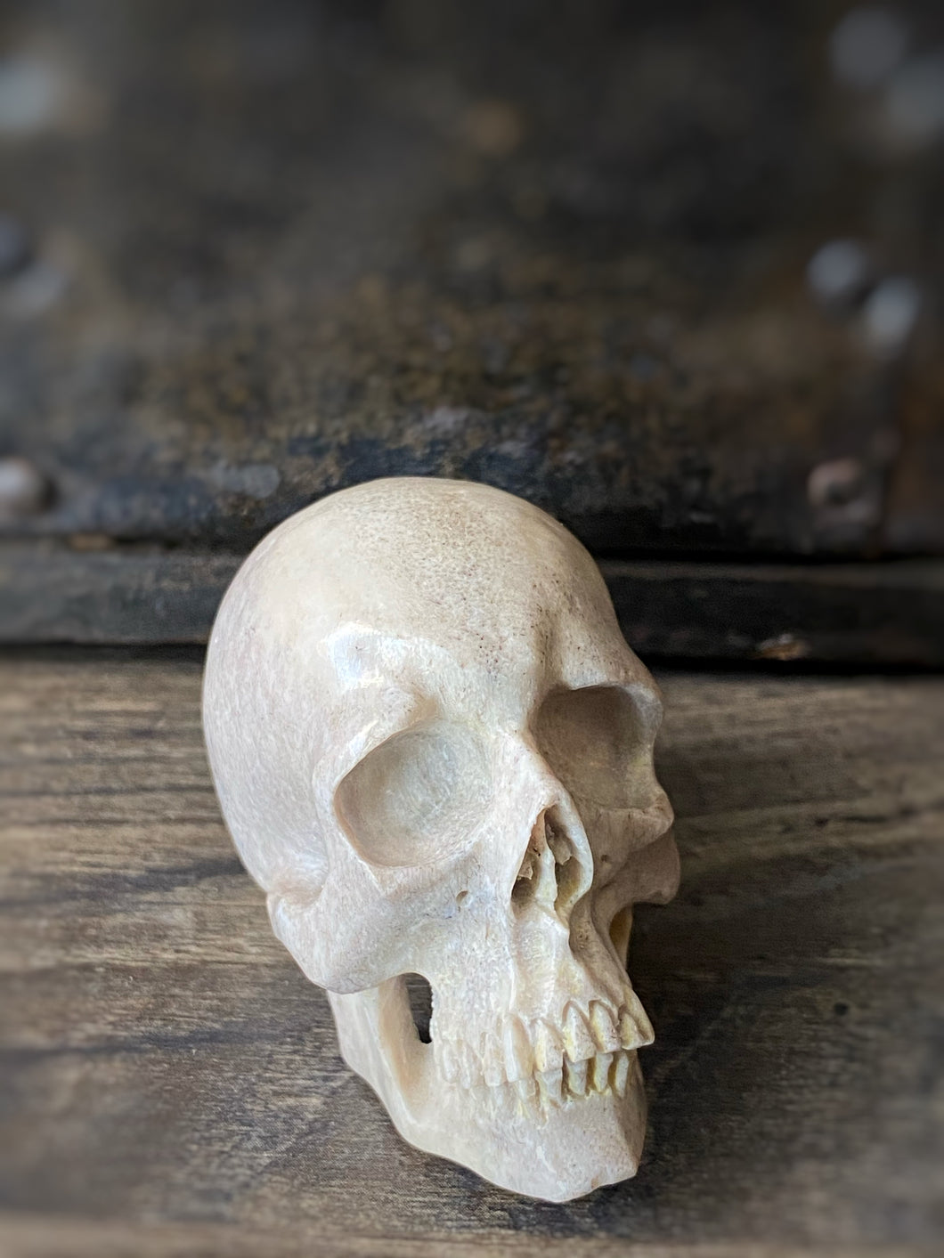 Antler Human Skull M (w)