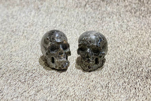 Fossil Coral Skull XXs