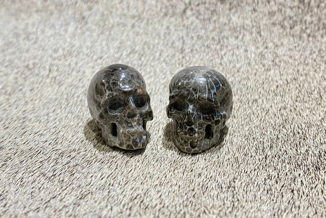 Fossil Coral Skull XXs