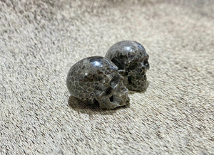 Fossil Coral Skull XXs