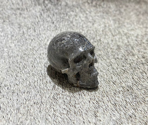 Fossil Coral Skull